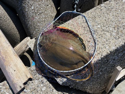 エイの釣果