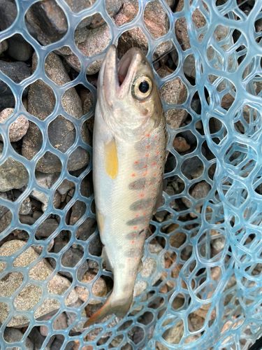 アマゴの釣果