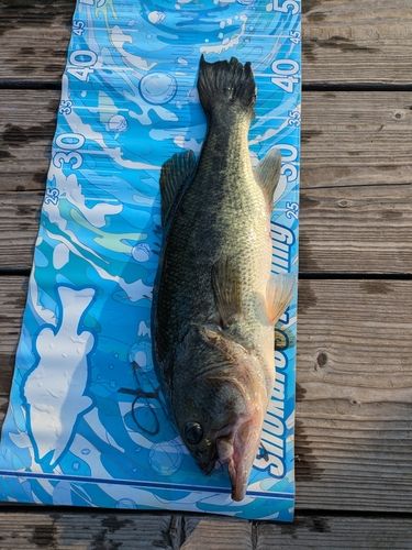 ブラックバスの釣果