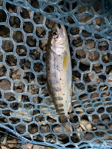 アマゴの釣果