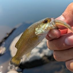 スモールマウスバス