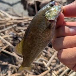 スモールマウスバス