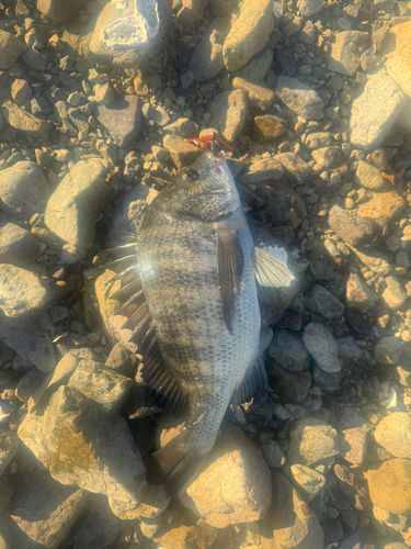 チヌの釣果