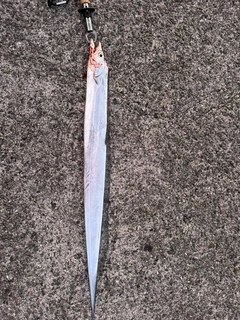 タチウオの釣果