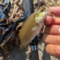 スモールマウスバス