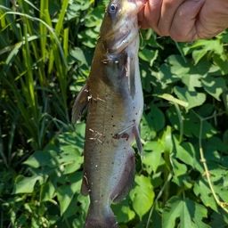 アメリカナマズ