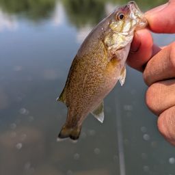 スモールマウスバス