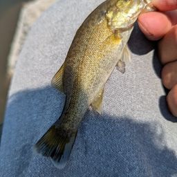 スモールマウスバス