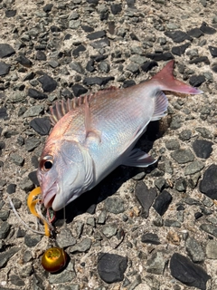 マダイの釣果