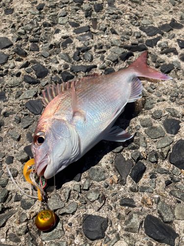 マダイの釣果