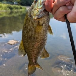 スモールマウスバス