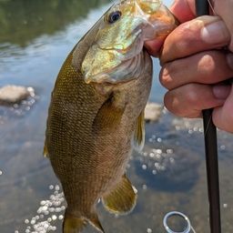 スモールマウスバス