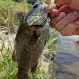 スモールマウスバス