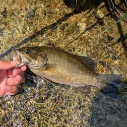 スモールマウスバス