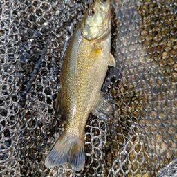 スモールマウスバス