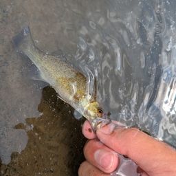 スモールマウスバス