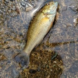 スモールマウスバス