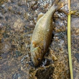 スモールマウスバス