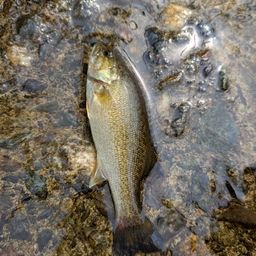 スモールマウスバス