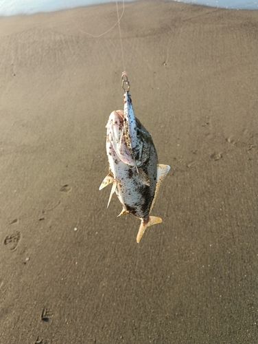 ショゴの釣果