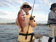 マダイの釣果