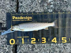 アメマスの釣果