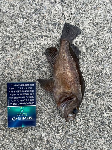メバルの釣果