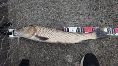 ニゴイの釣果