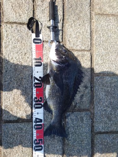 クロダイの釣果