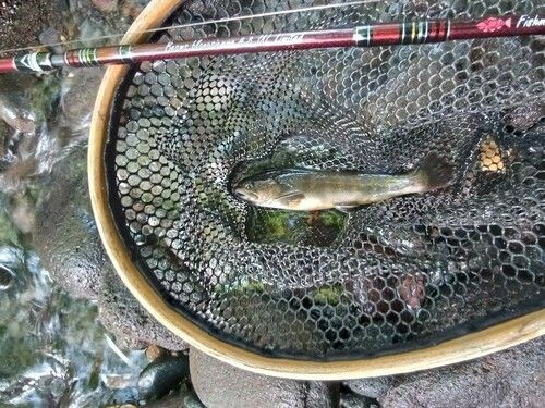 ヤマトイワナの釣果