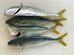 ワカシの釣果