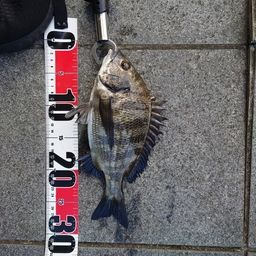 クロダイ