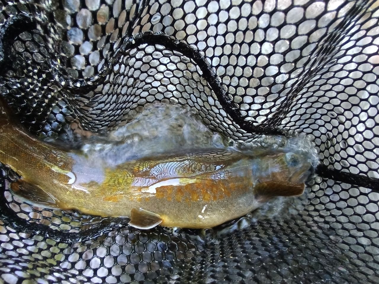 ヤマトイワナ