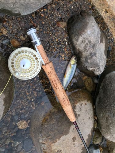 カワムツの釣果