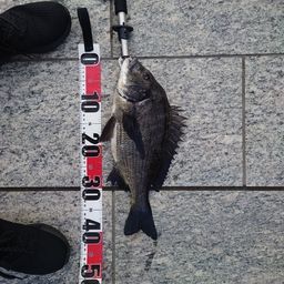 クロダイ
