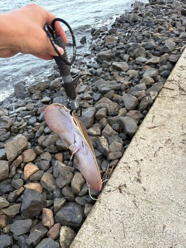 エイの釣果