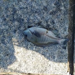 クロダイ