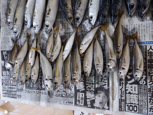 アジの釣果