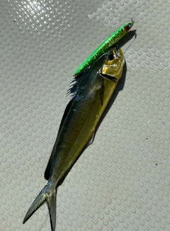 シイラの釣果