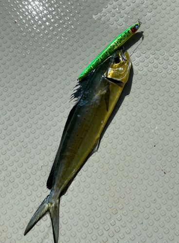 シイラの釣果