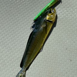 シイラ
