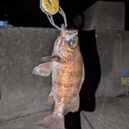 メバル