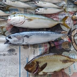 ソウダガツオ