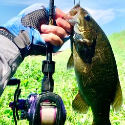 スモールマウスバス