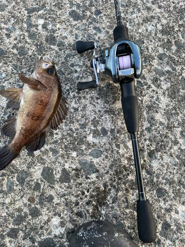 シロメバルの釣果