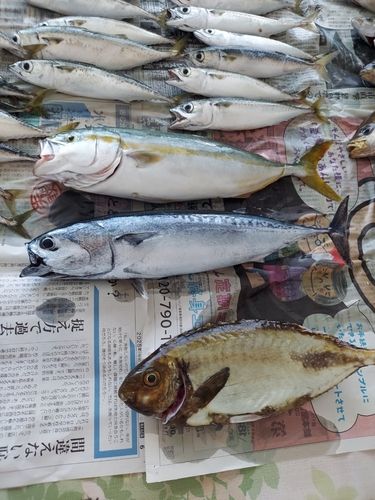 アイゴの釣果