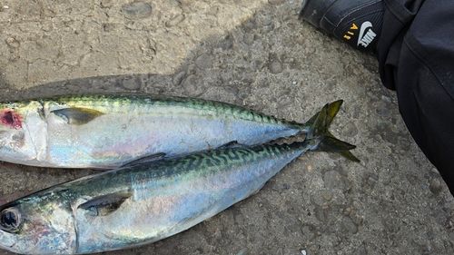 サバの釣果