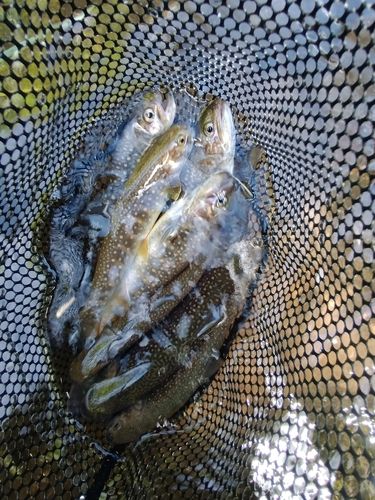 ニッコウイワナの釣果