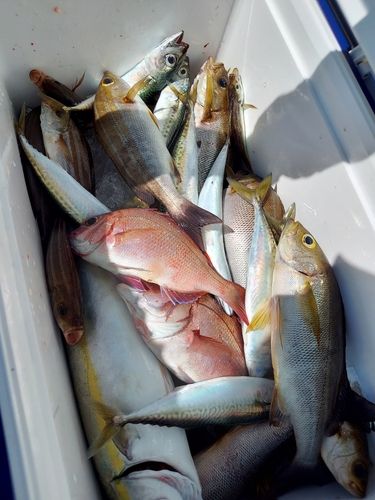マダイの釣果