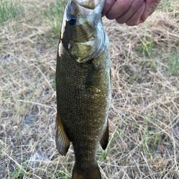 スモールマウスバス